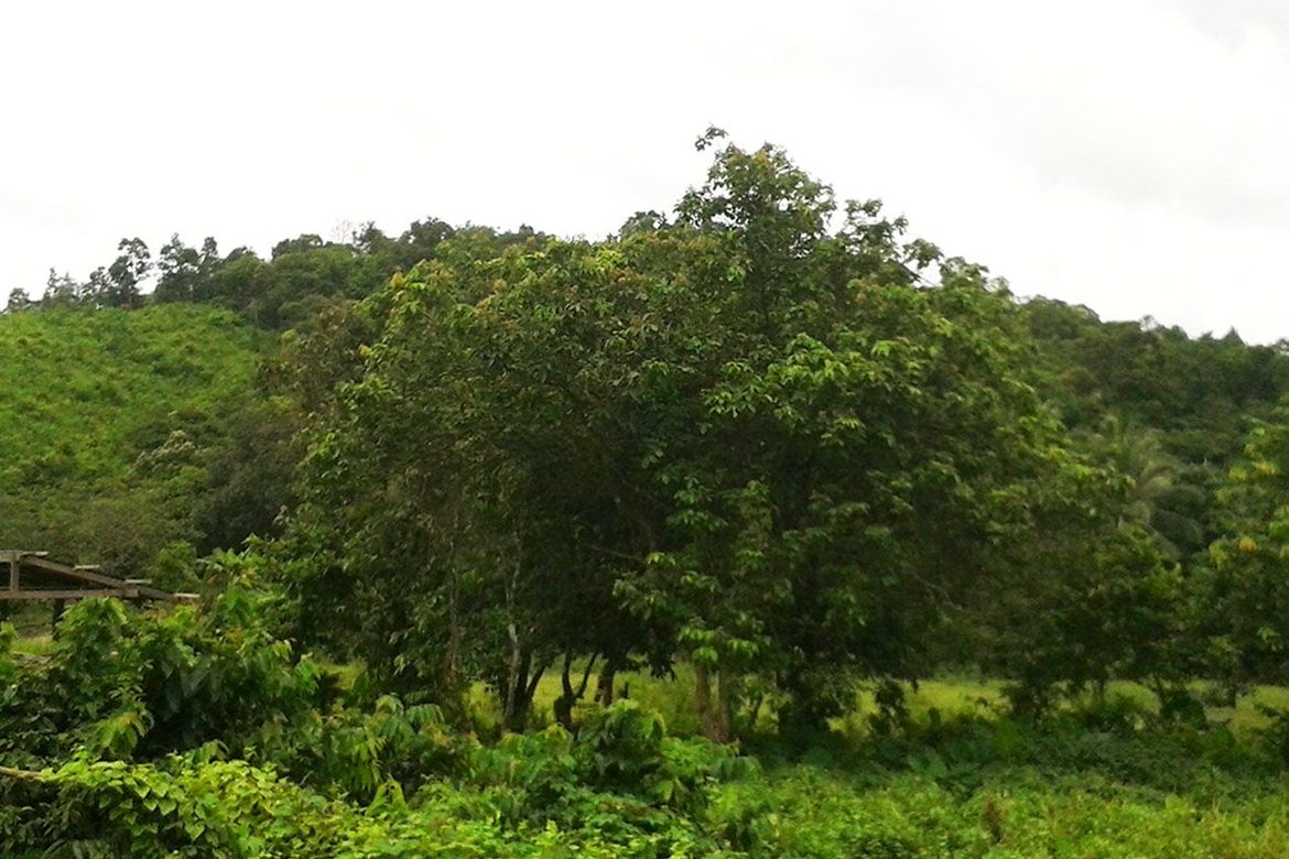 Land for Sale in Manlag, El Nido, Palawan – photo 6