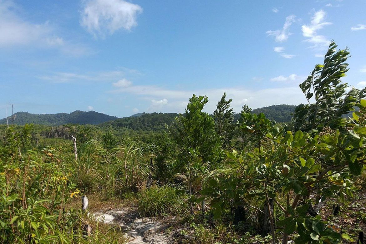 Land for Sale in Manlag, El Nido, Palawan – photo 7