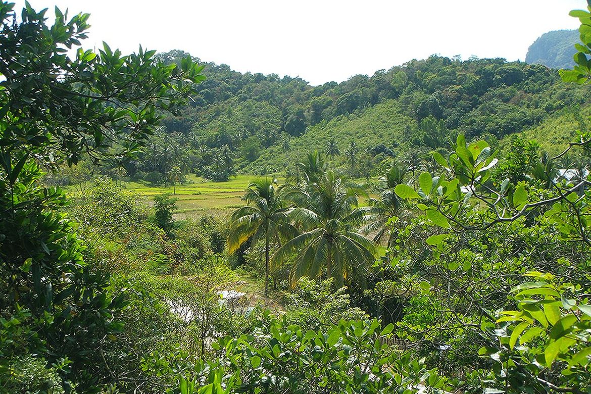Land for Sale in Manlag, El Nido, Palawan – photo 4