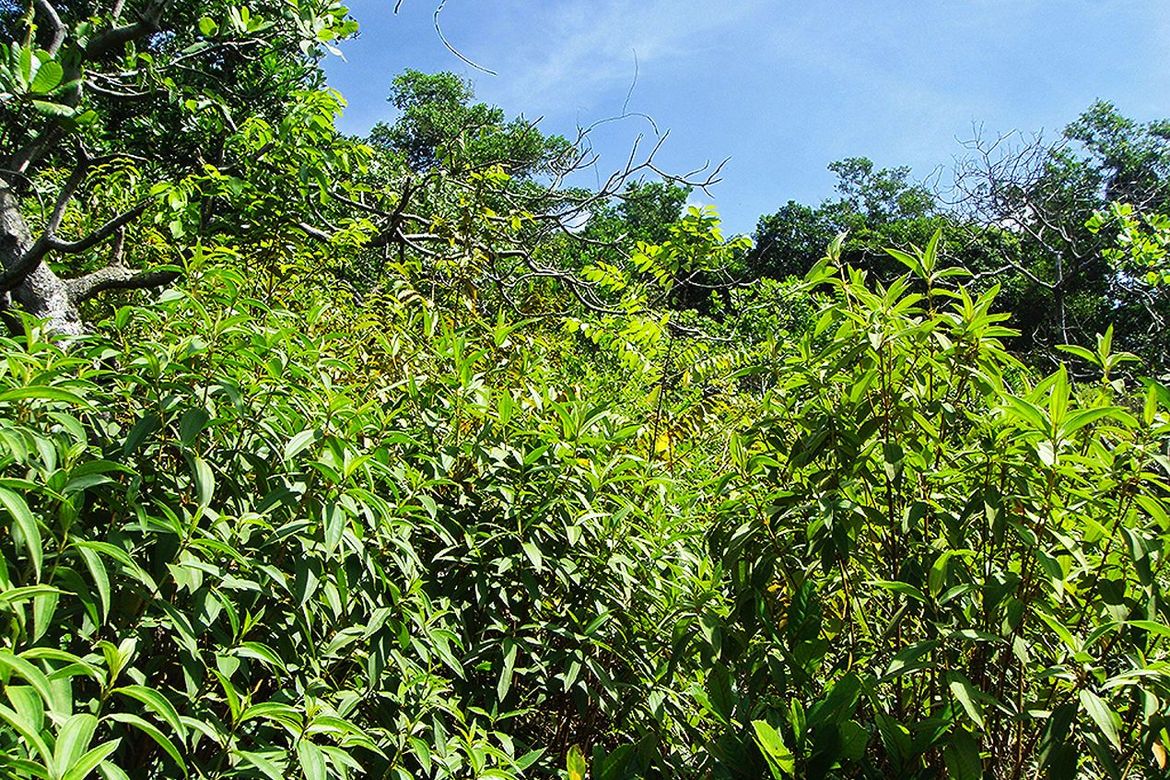 Land for Sale in Manlag, El Nido, Palawan – photo 6