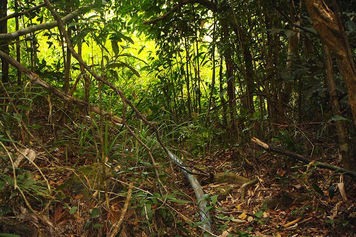 Land for Sale in Manlag, El Nido, Palawan – photo 7