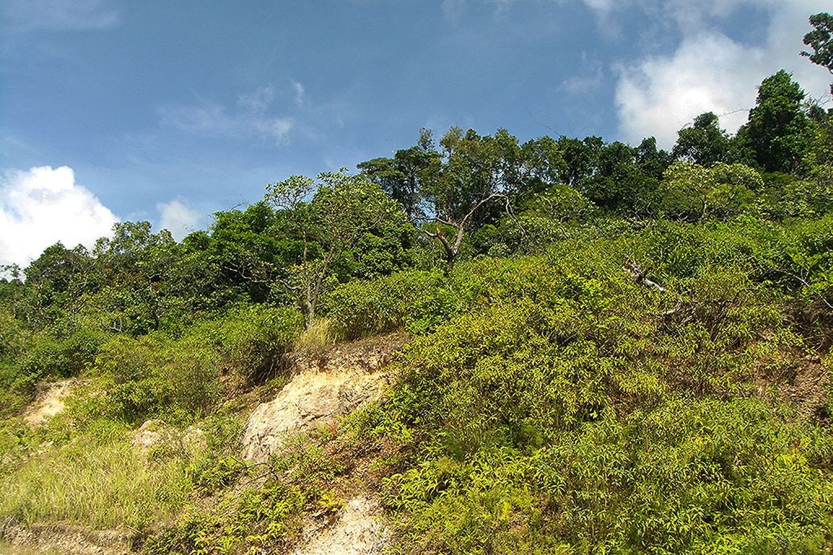 Land for Sale in Manlag, El Nido, Palawan – photo 8