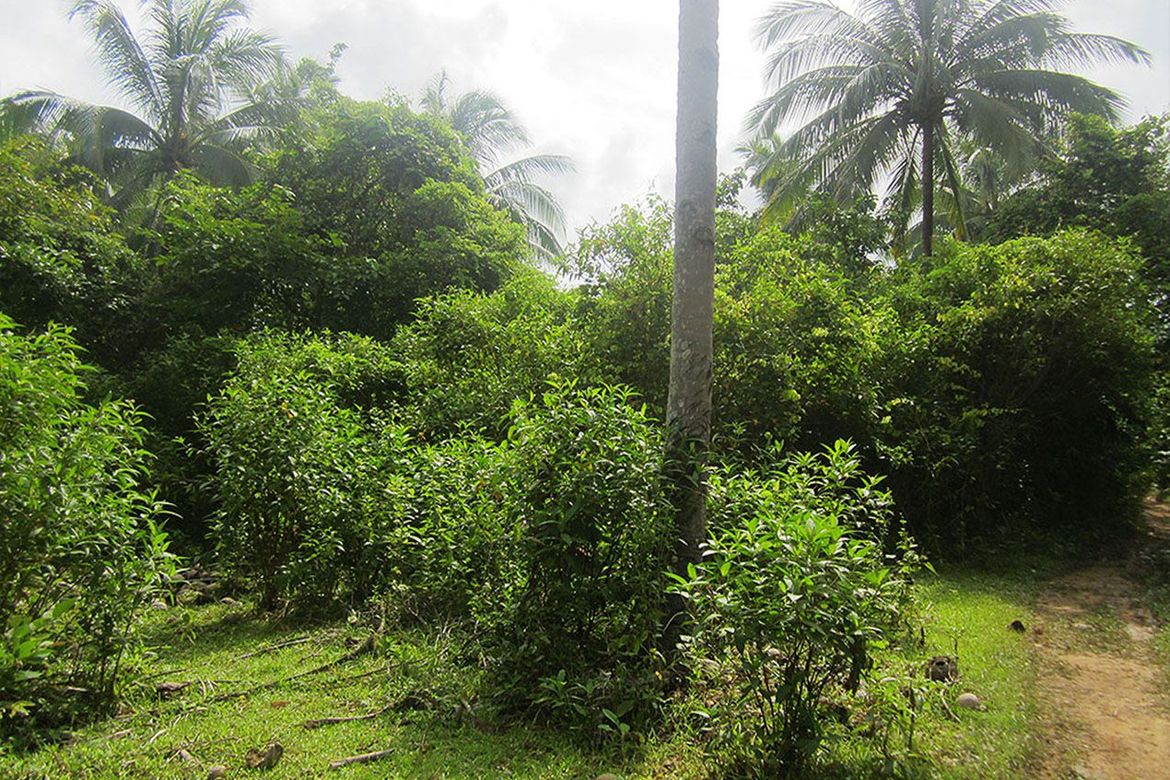 Land for Sale in Manlag, El Nido, Palawan – photo 3