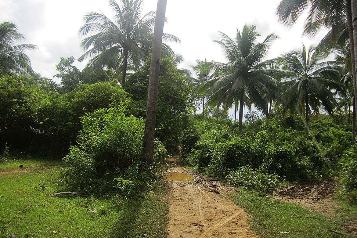 Land for Sale in Manlag, El Nido, Palawan – photo 4