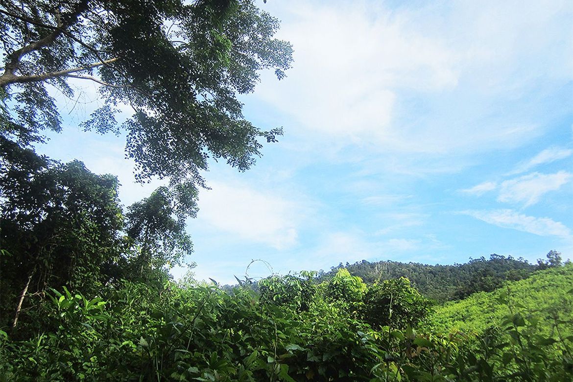 Land for Sale in Manlag, El Nido, Palawan – photo 7