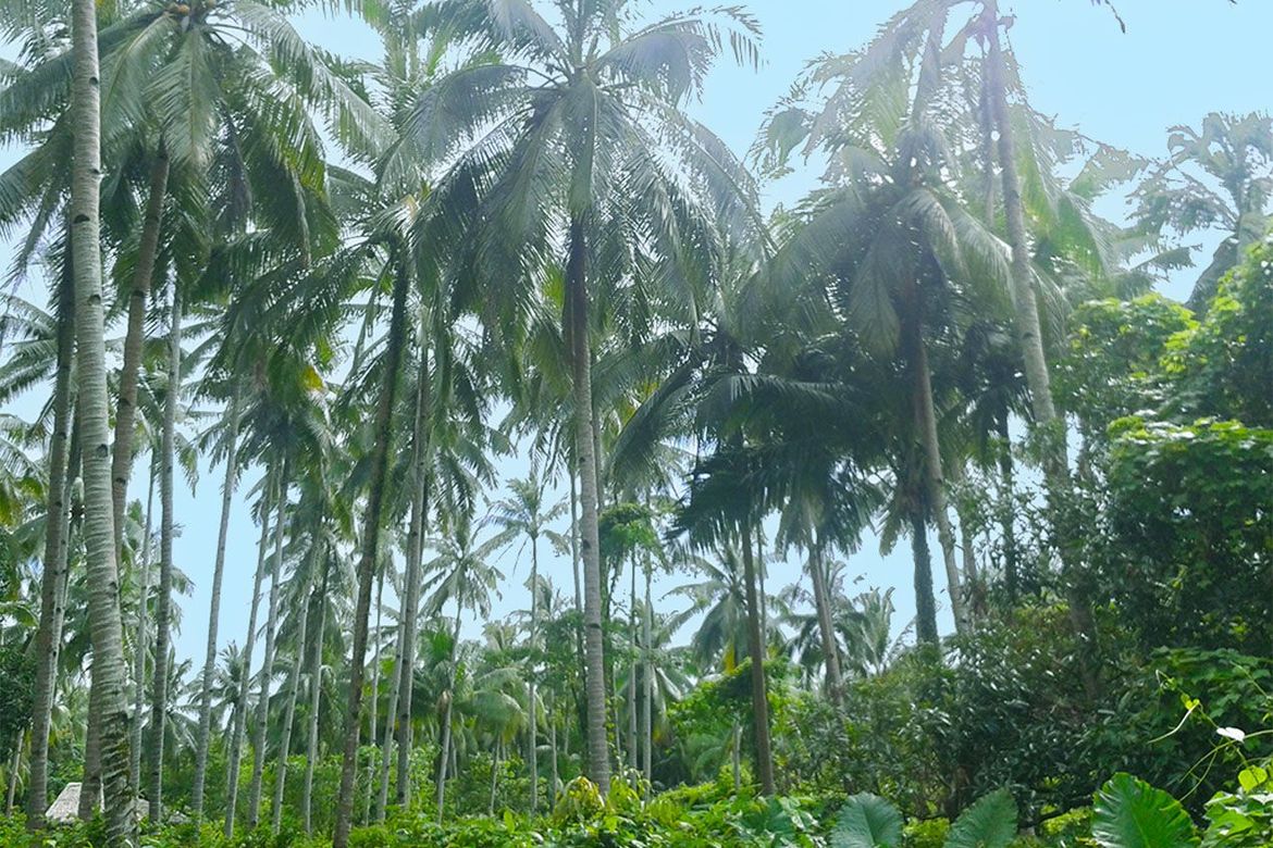 Land for Sale in Manlag, El Nido, Palawan – photo 6