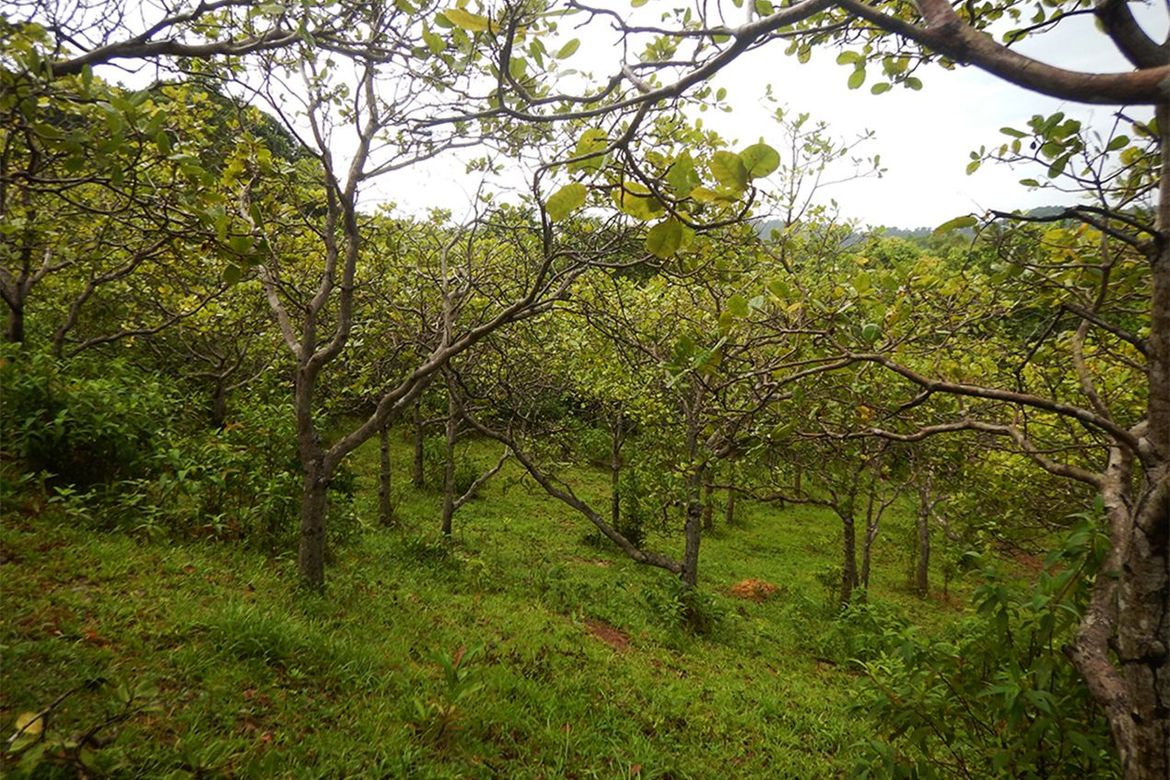 Land for Sale in Manlag, El Nido, Palawan – photo 6