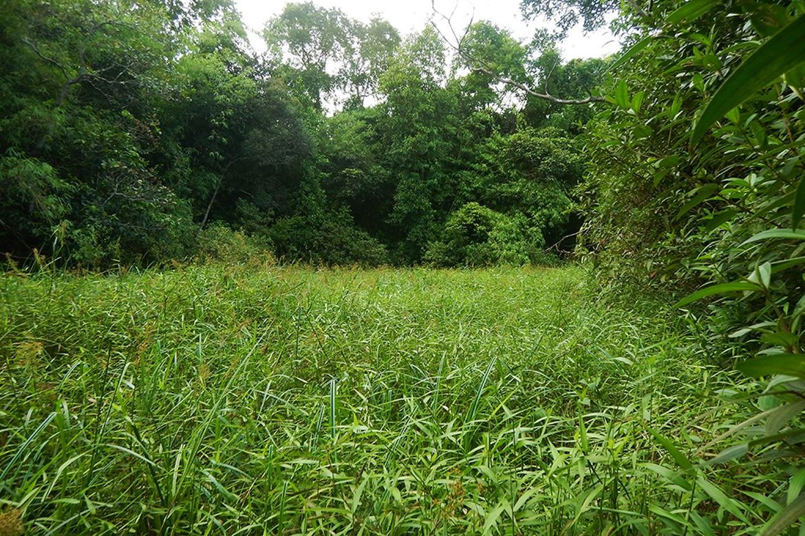 Land for Sale in Manlag, El Nido, Palawan – photo 2