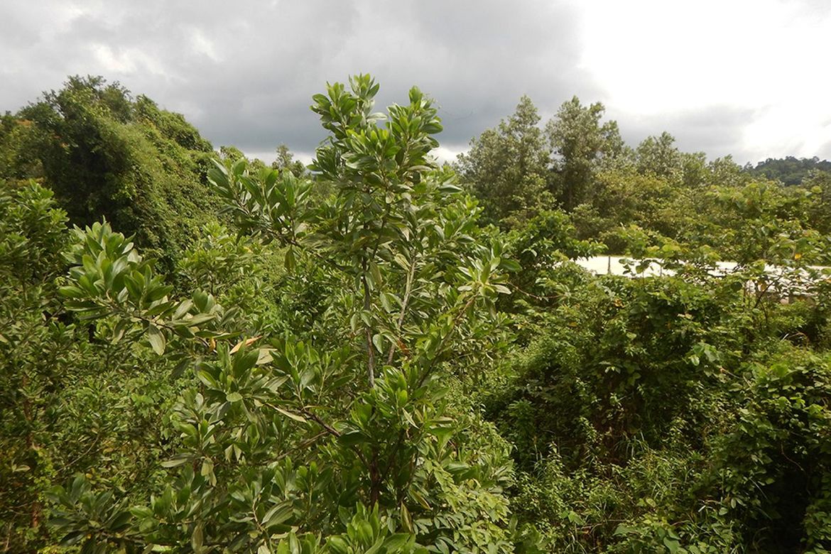 Land for Sale in Manlag, El Nido, Palawan – photo 4
