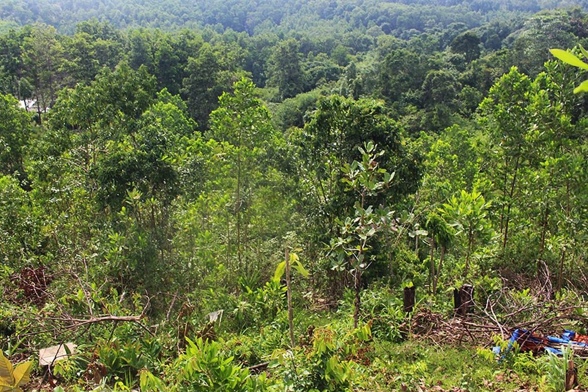 Land for Sale in Manlag, El Nido, Palawan – photo 5