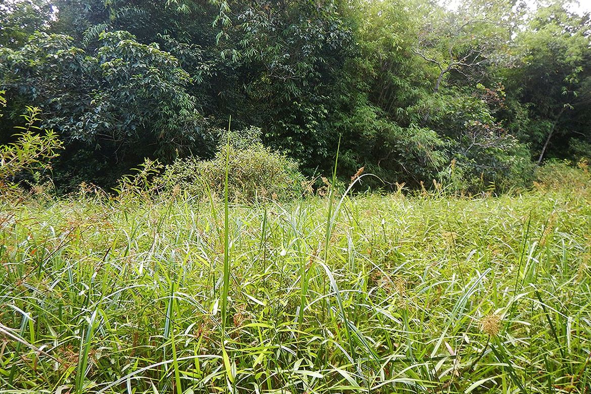 Land for Sale in Manlag, El Nido, Palawan – photo 6