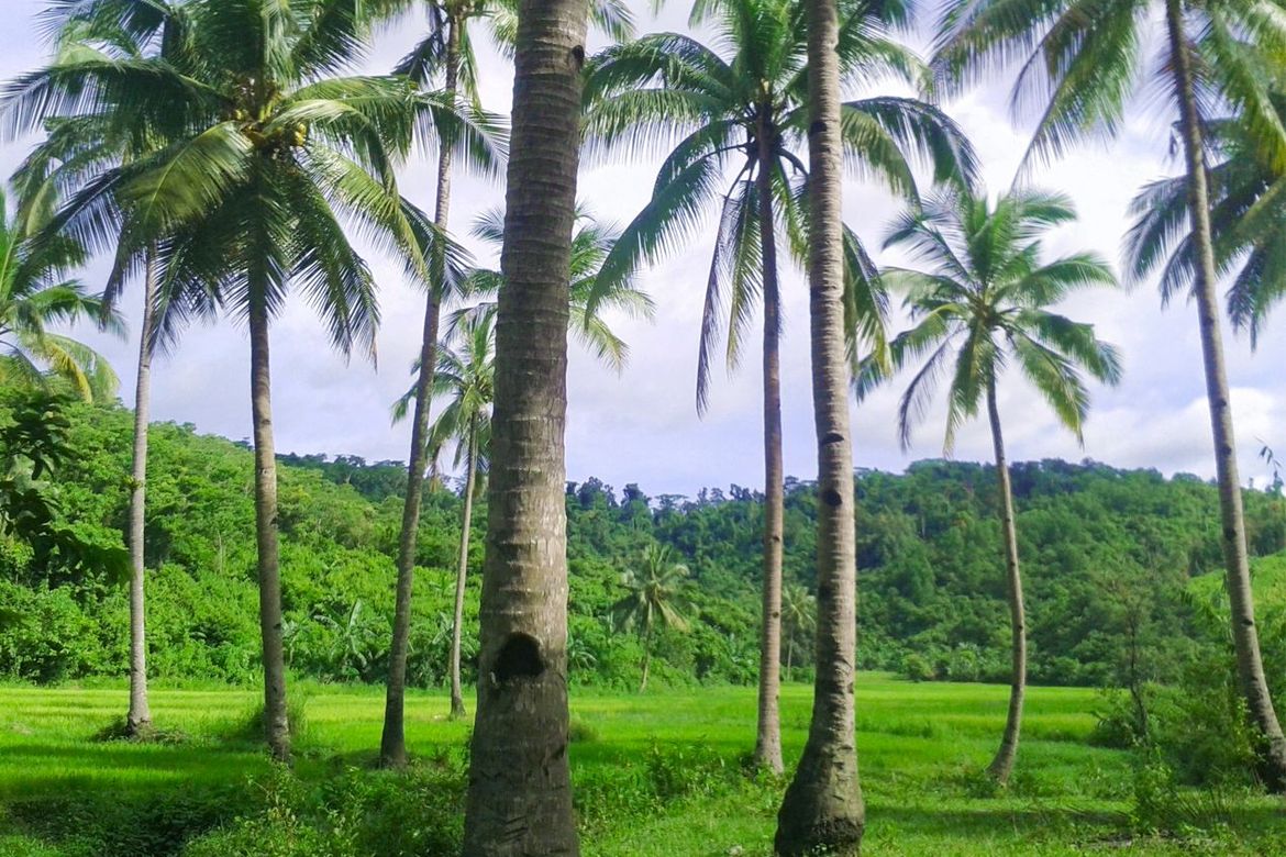 Land for Sale in Manlag, El Nido, Palawan – photo 3
