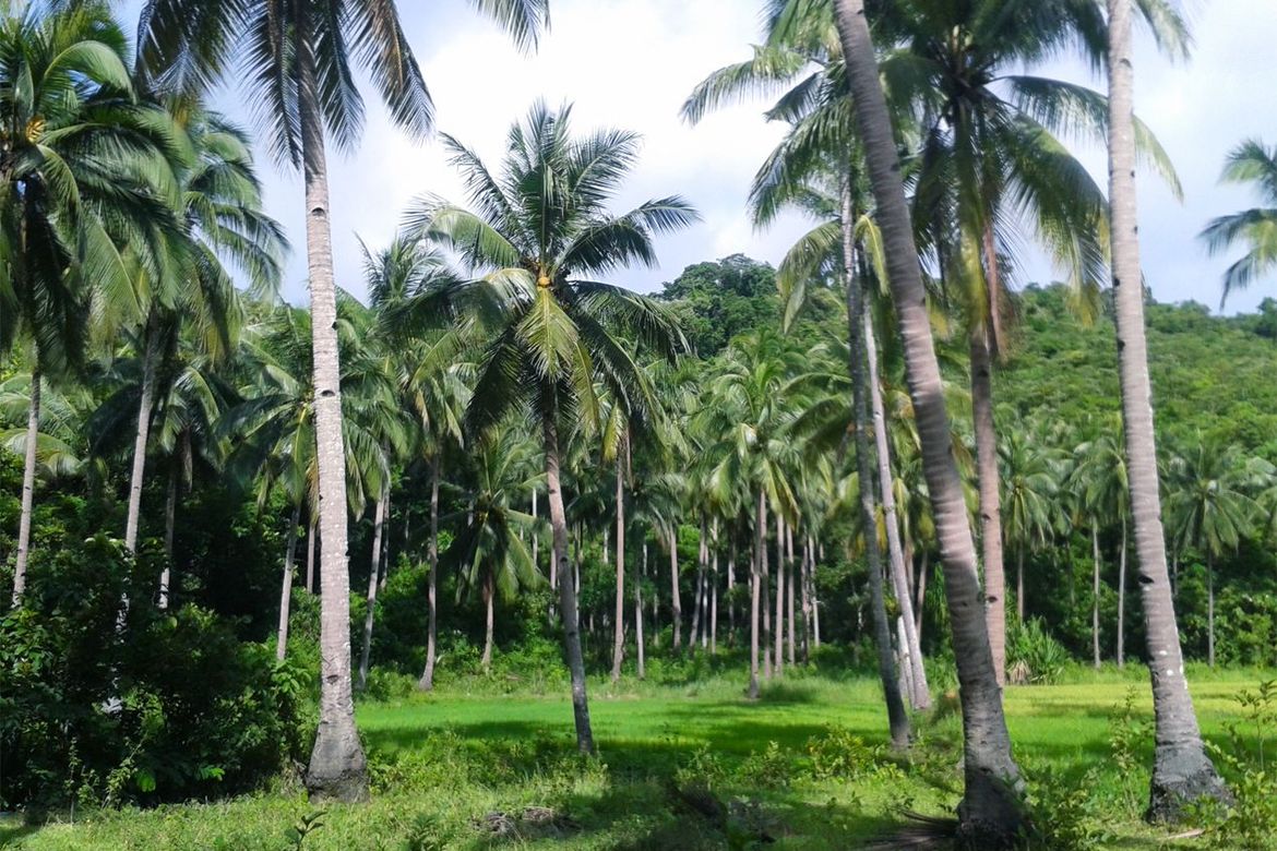 Land for Sale in Manlag, El Nido, Palawan – photo 4