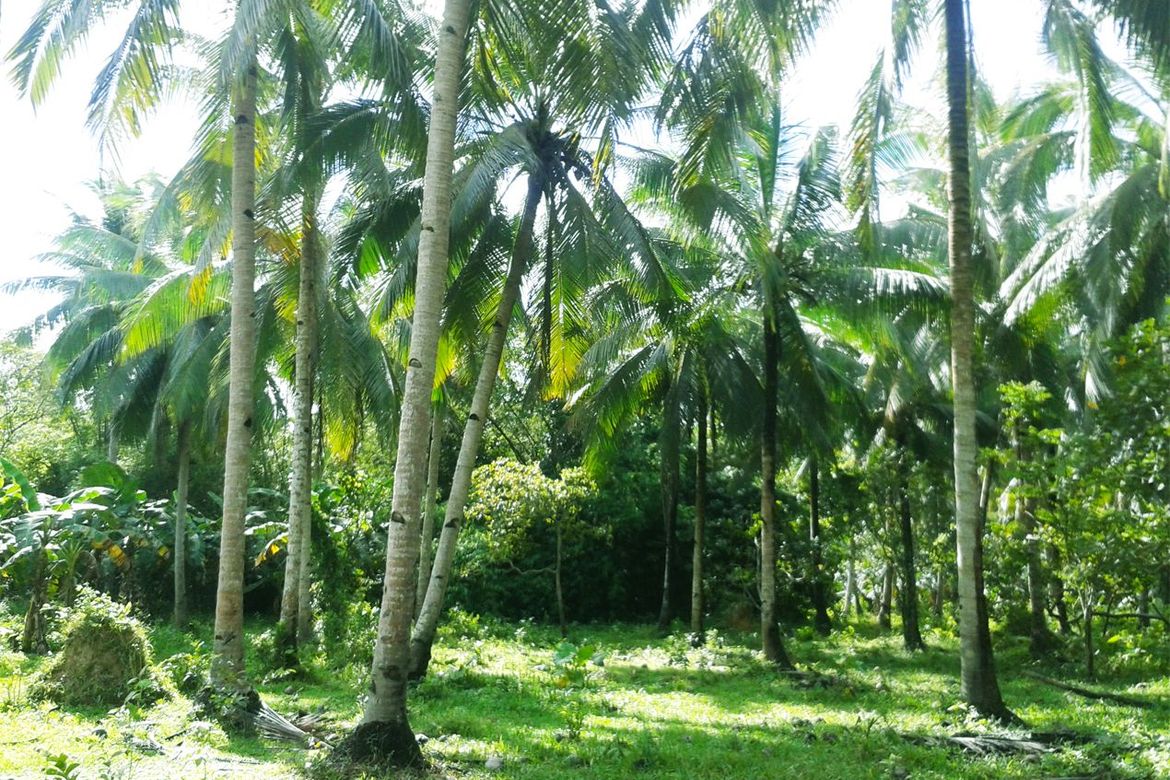Land for Sale in Manlag, El Nido, Palawan – photo 6