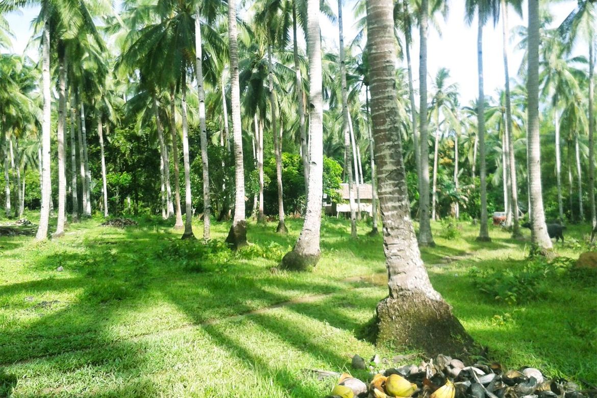 Land for Sale in Manlag, El Nido, Palawan – photo 7