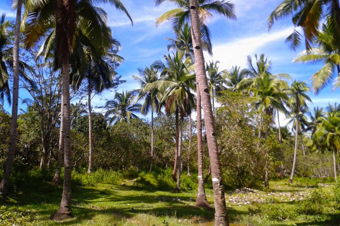 Land for Sale in Manlag, El Nido, Palawan – photo 4