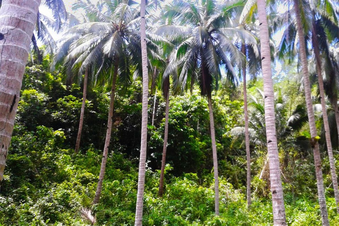 Land for Sale in Manlag, El Nido, Palawan – photo 6
