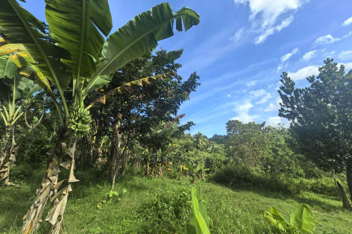 Land for Sale in Mantalongon, Barili, Cebu