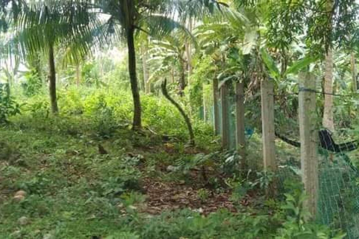 Land for Sale in Maravilla, Tabuelan, Cebu – photo 6