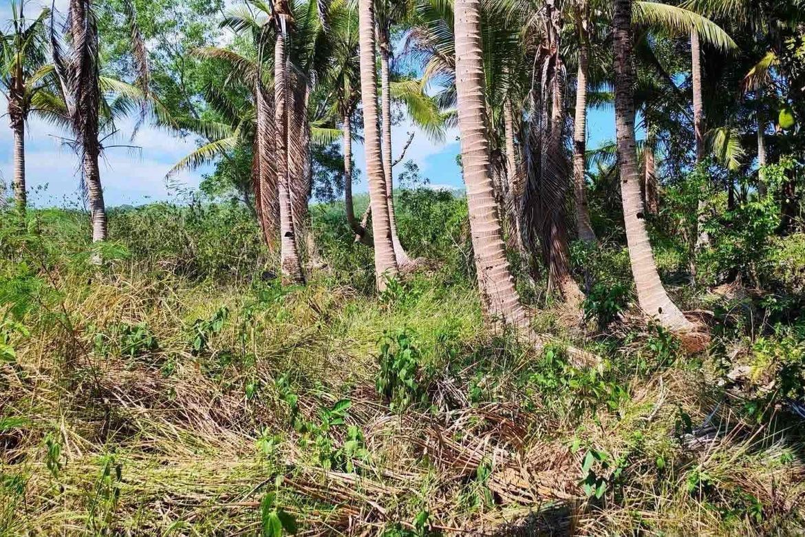 Land for Sale in Maravilla, Tabuelan, Cebu – photo 8