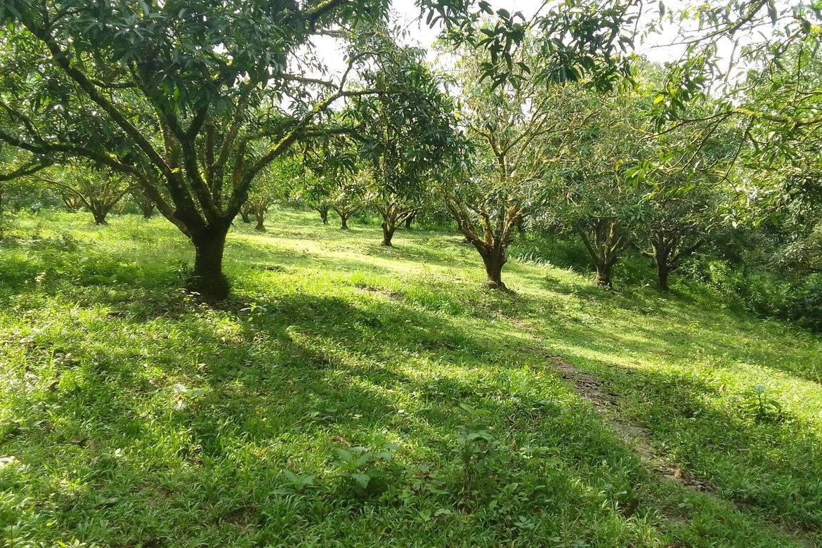 Land for Sale in Marilog, Davao City, Davao del Sur – photo 5