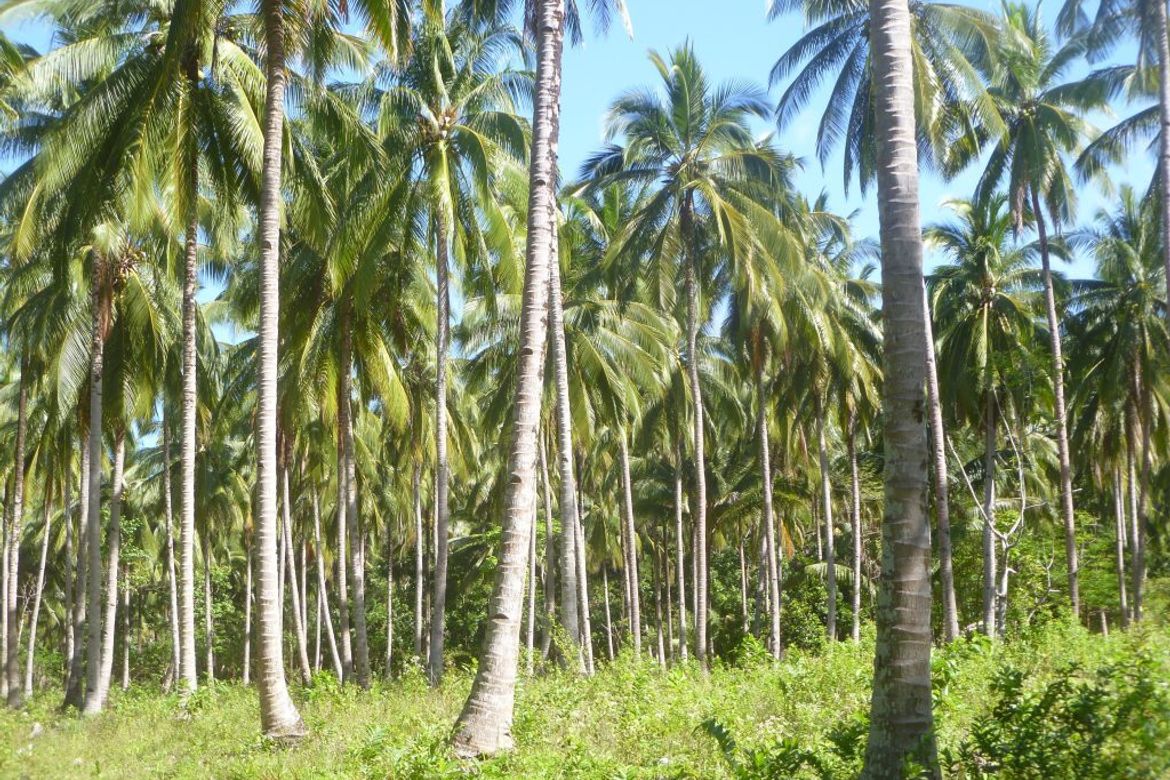 Land for Sale in Marufinas, Puerto Princesa, Palawan – photo 3