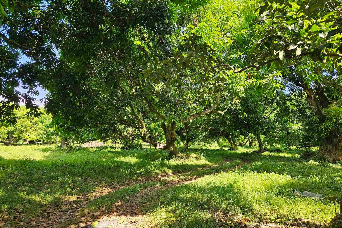 Land for Sale in Masapang, Victoria, Laguna