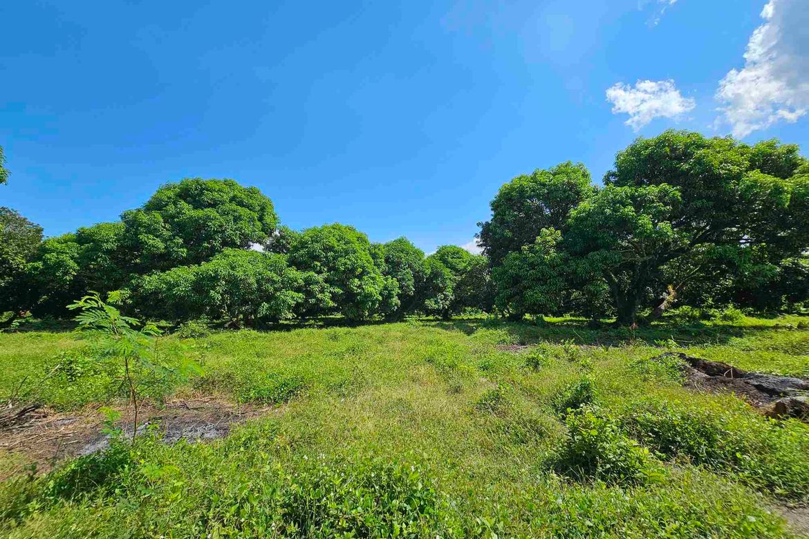 Land for Sale in Masapang, Victoria, Laguna – photo 2