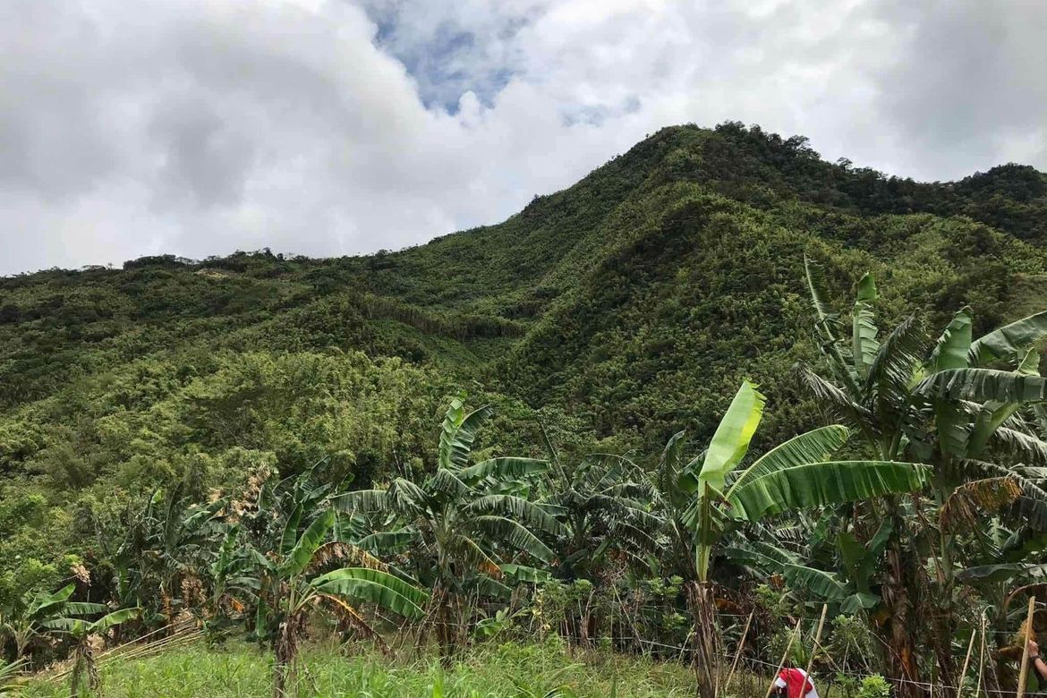 Land for Sale in Masiit, Calauan, Laguna – photo 5