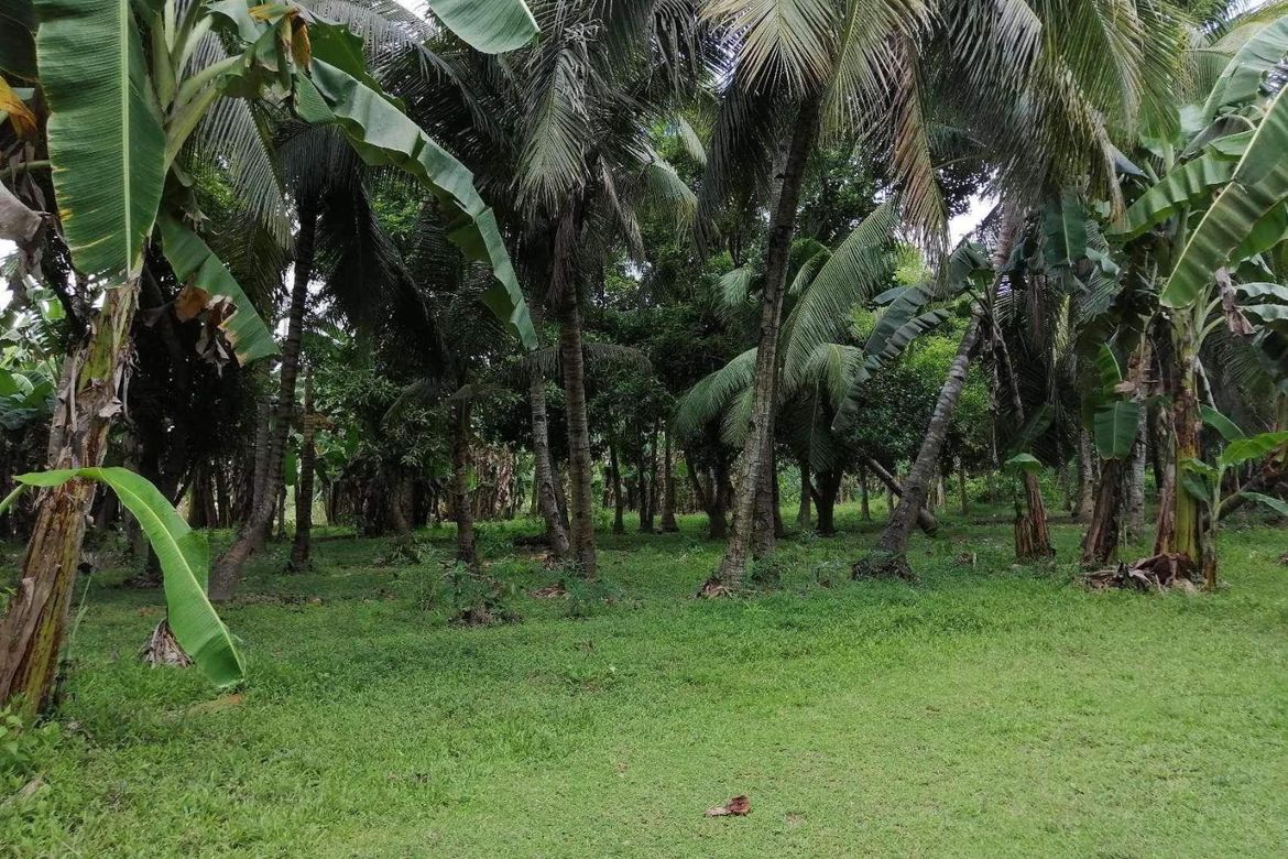 Land for Sale in Maslog, Danao, Cebu – photo 6