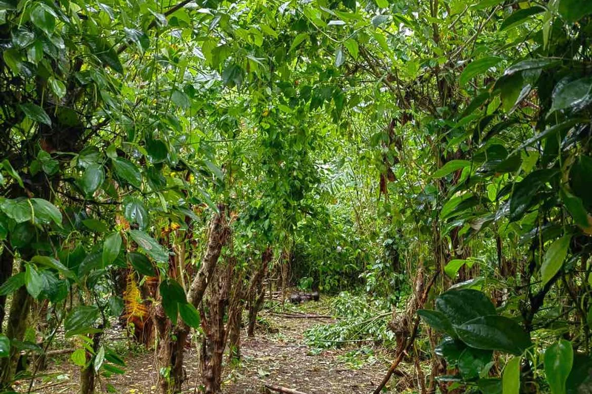 Land for Sale in Matagbak I, Alfonso, Cavite – photo 2