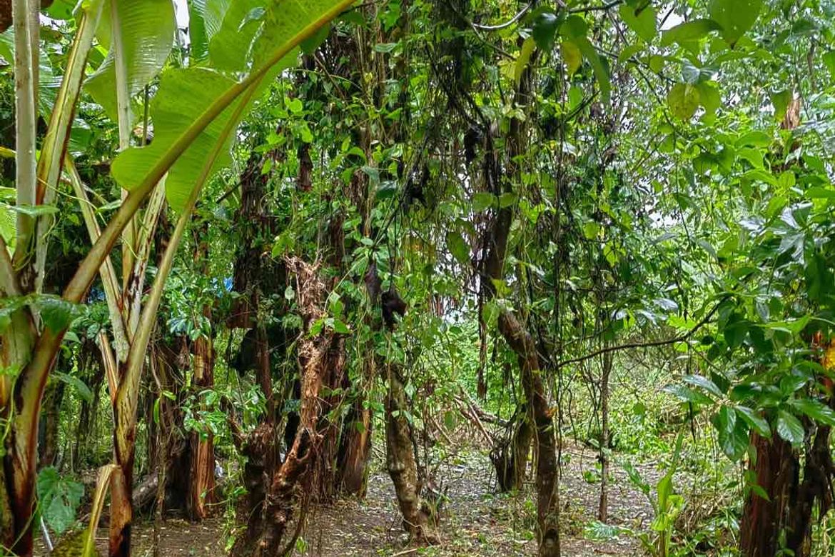 Land for Sale in Matagbak I, Alfonso, Cavite – photo 3