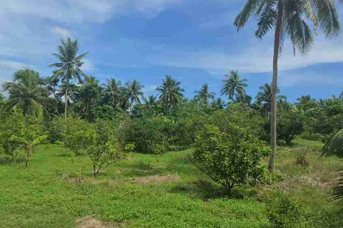 Land for Sale in Matipunso, San Antonio, Quezon – photo 8