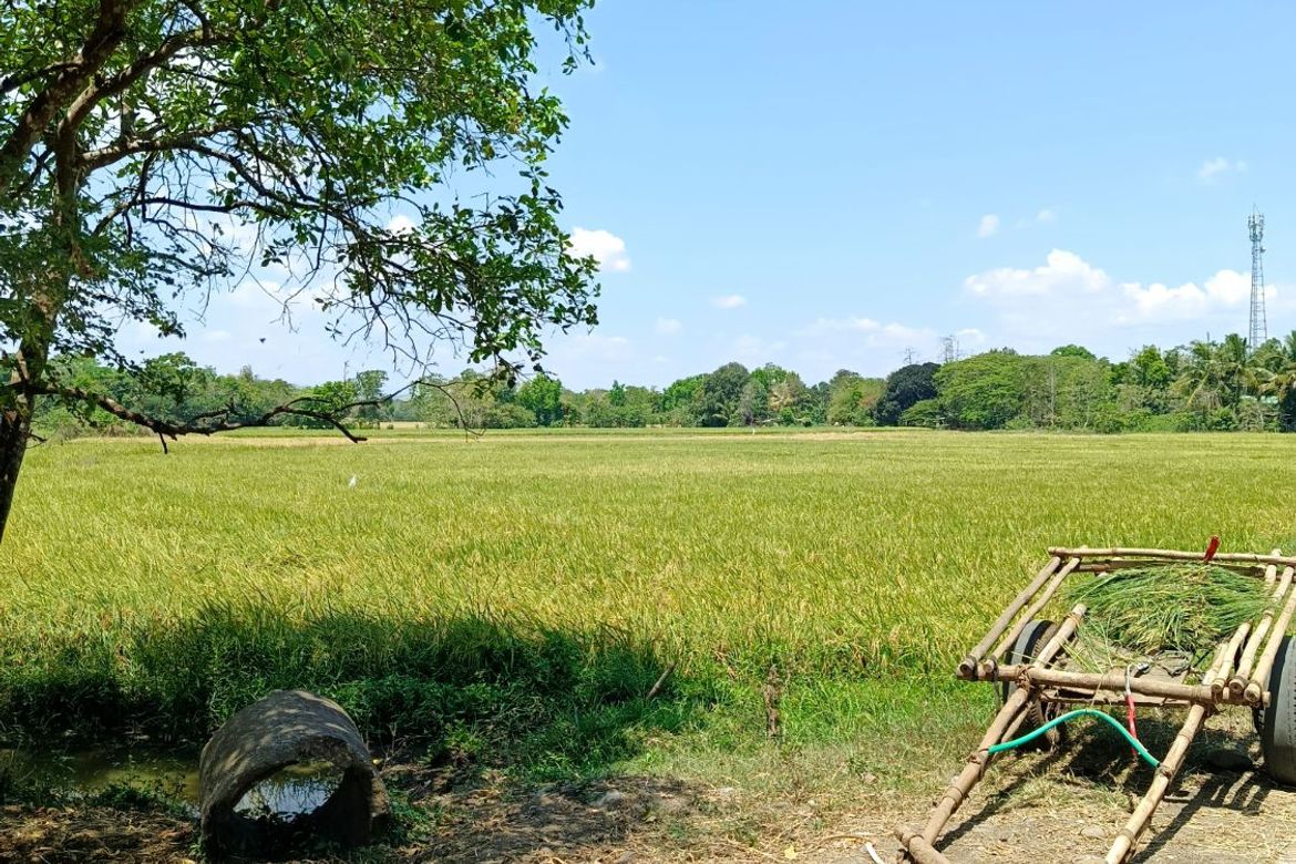 Land for Sale in Matusalem, Roxas, Isabela – photo 3