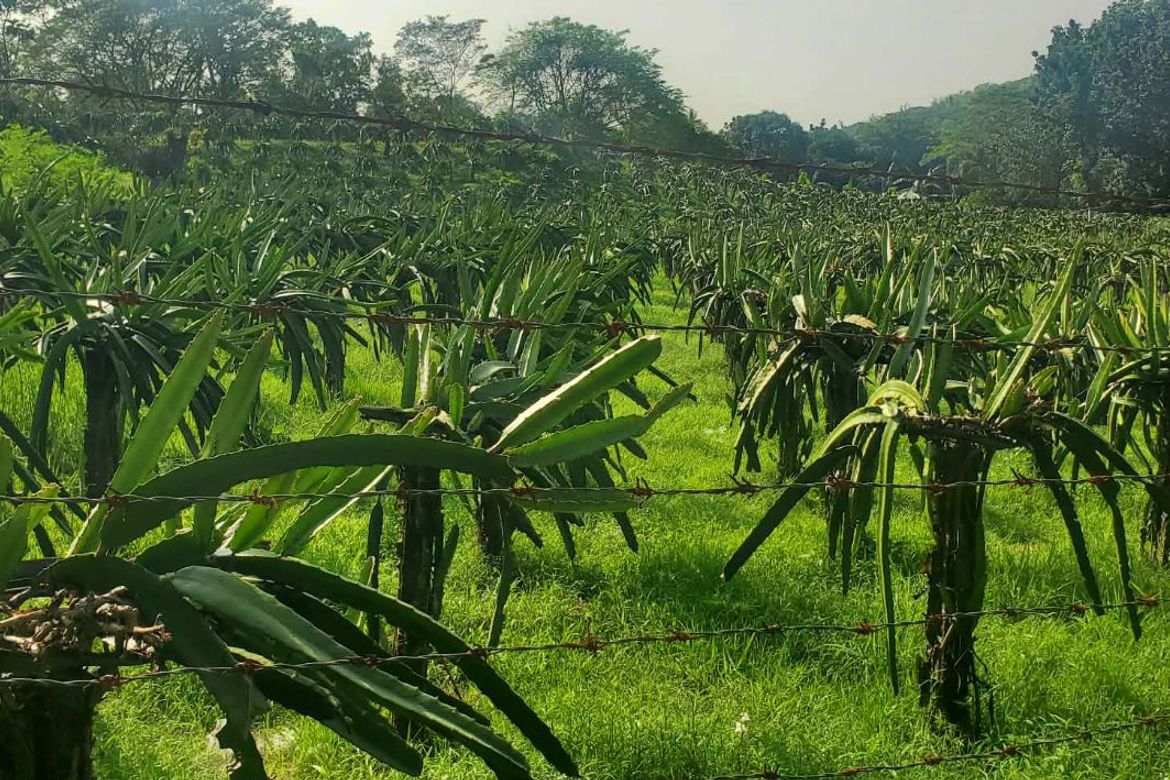 Land for Sale in Maugat, Nasugbu, Batangas – photo 4