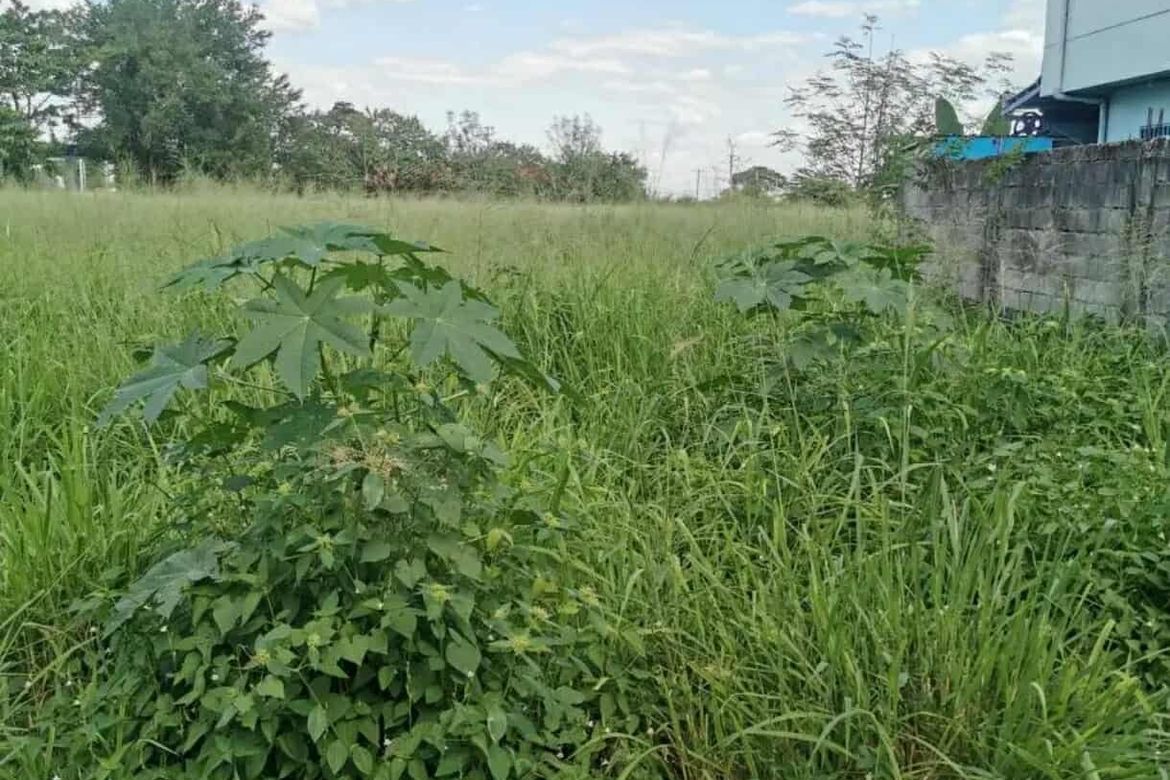 Land for Sale in Mawaque, Mabalacat, Pampanga – photo 3