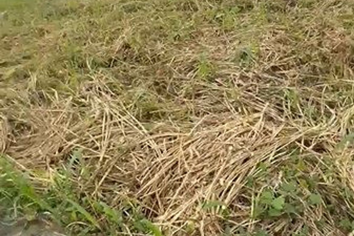 Land for Sale in Mayamot, Antipolo, Rizal – photo 6