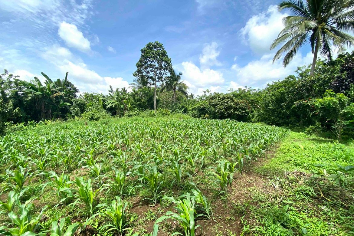 Land for Sale in Maymangga, Amadeo, Cavite – photo 2