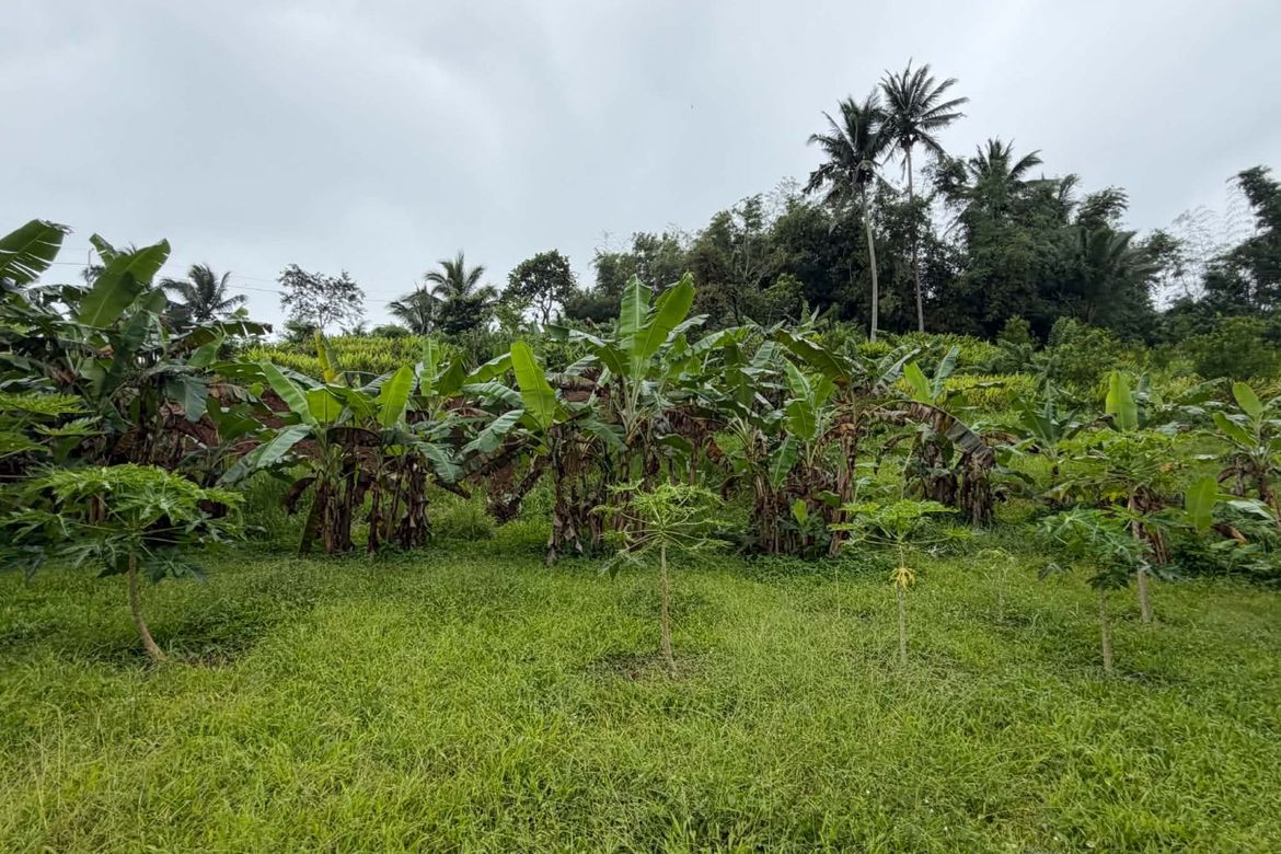 Land for Sale in Maymangga, Amadeo, Cavite – photo 3