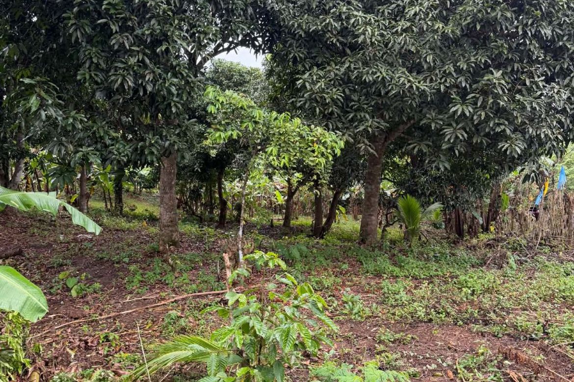 Land for Sale in Maymangga, Amadeo, Cavite – photo 5