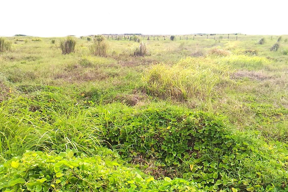 Land for Sale in Merville, Parañaque, Metro Manila – photo 4