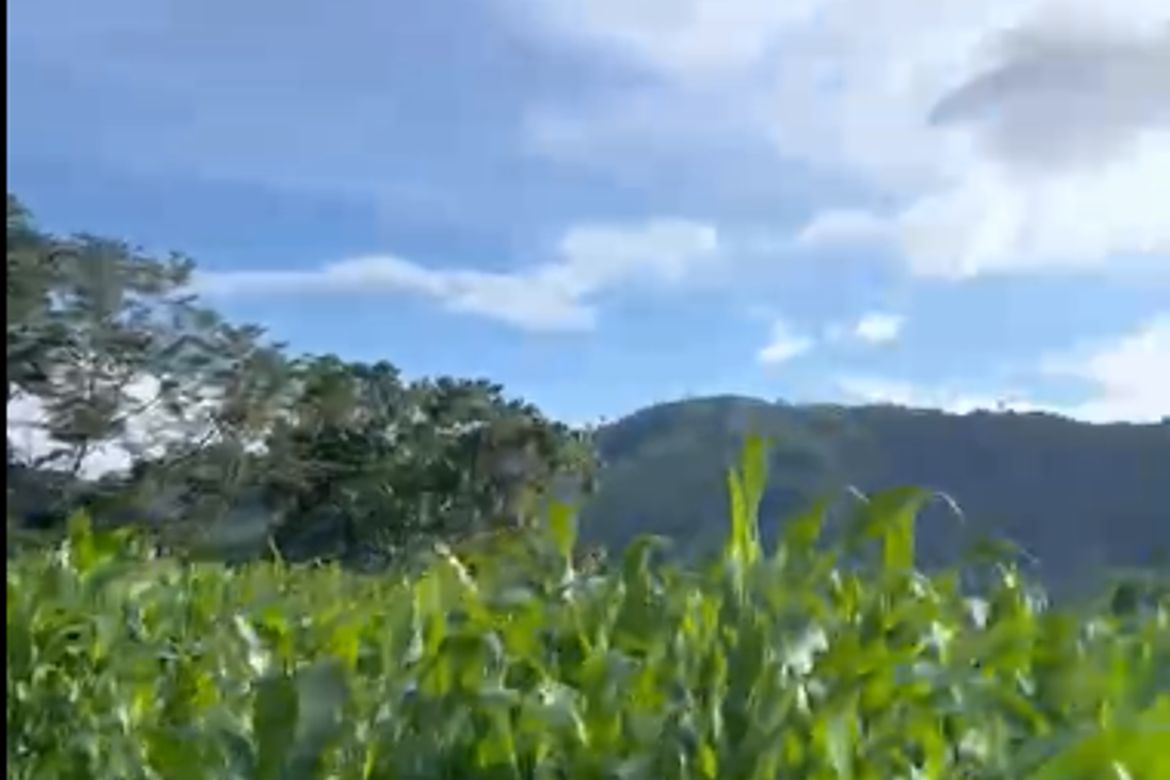 Land for Sale in Miglamin, Malaybalay, Bukidnon – photo 5