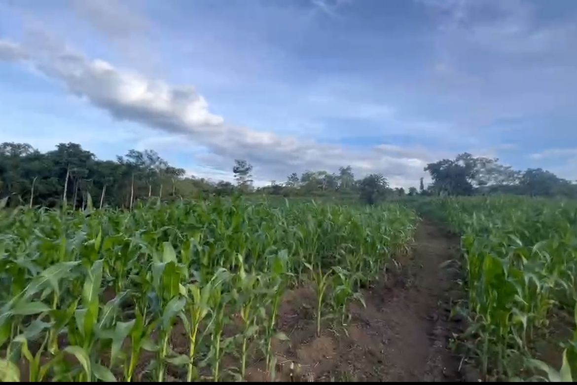 Land for Sale in Miglamin, Malaybalay, Bukidnon – photo 7