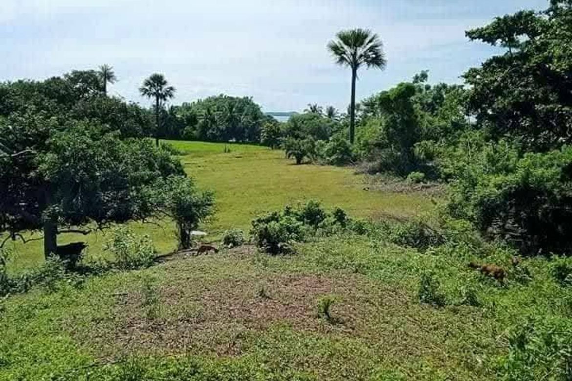 Land for Sale in Millan, Sibunag, Guimaras – photo 7