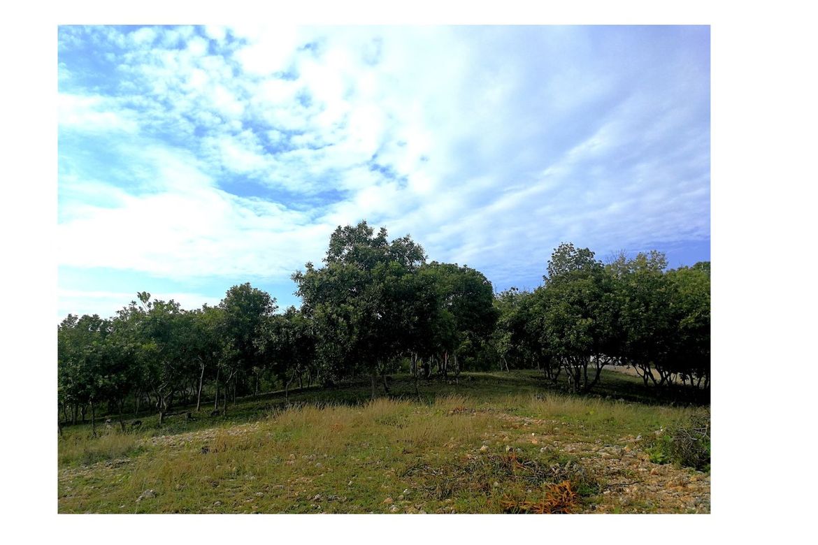 Land for Sale in Montana, Baclayon, Bohol – photo 4