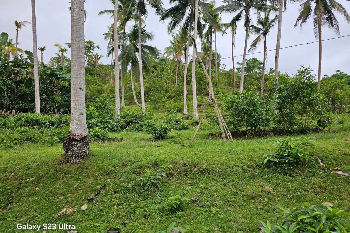 Land for Sale in Moto Norte, Loon, Bohol – photo 8