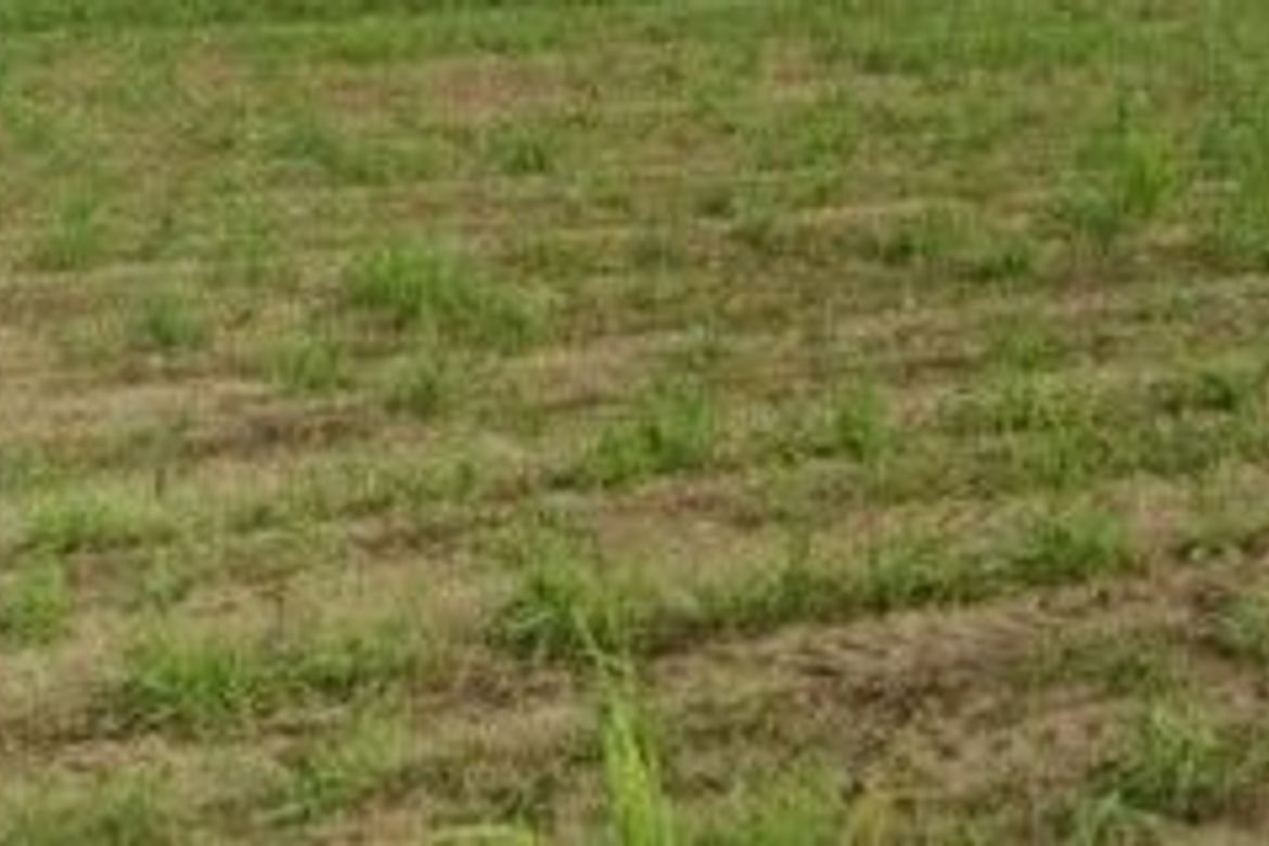 Land for Sale in Motrico, La Paz, Tarlac – photo 3