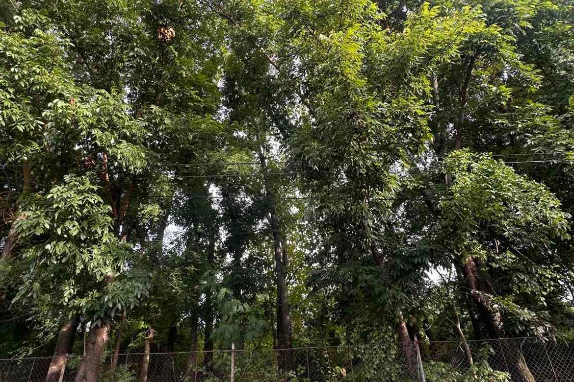 Land for Sale in Munting Tubig, Balayan, Batangas – photo 6