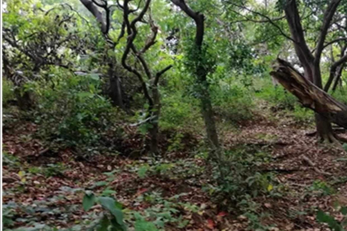 Land for Sale in Nagbalayong, Morong, Bataan