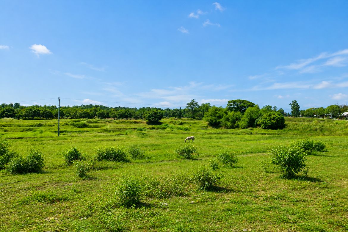 Land for Sale in Nambalan, Santa Ignacia, Tarlac – photo 5